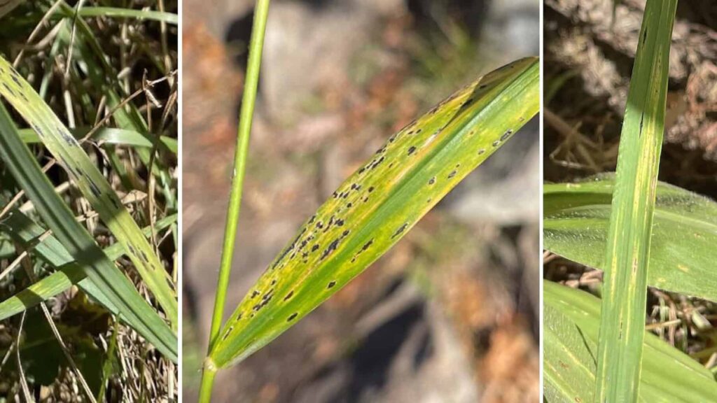 A triptych image of grass leaves showing signs of tar spot disease. Each panel highlights different severities of black fungal spots across the blades of grass, with close-up views revealing spotting patterns and discoloration.