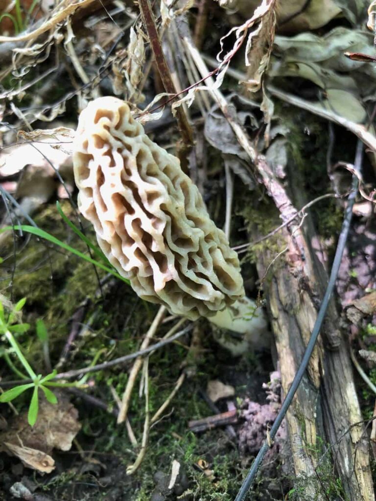 A long, pale morel with narrow ridges and a creamy stalk emerges from damp soil and dead foliage.