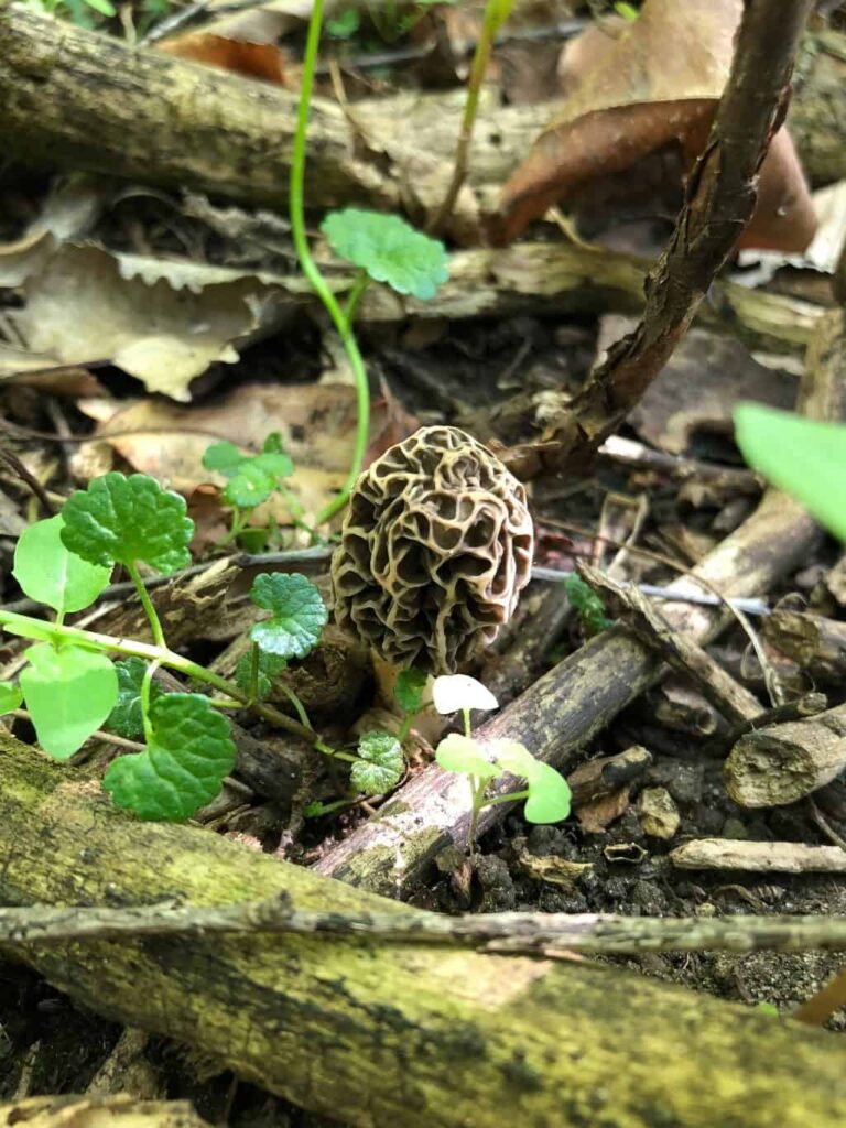 A small, dark morel nestled among twigs and wild ginger leaves peeks out from the forest debris.