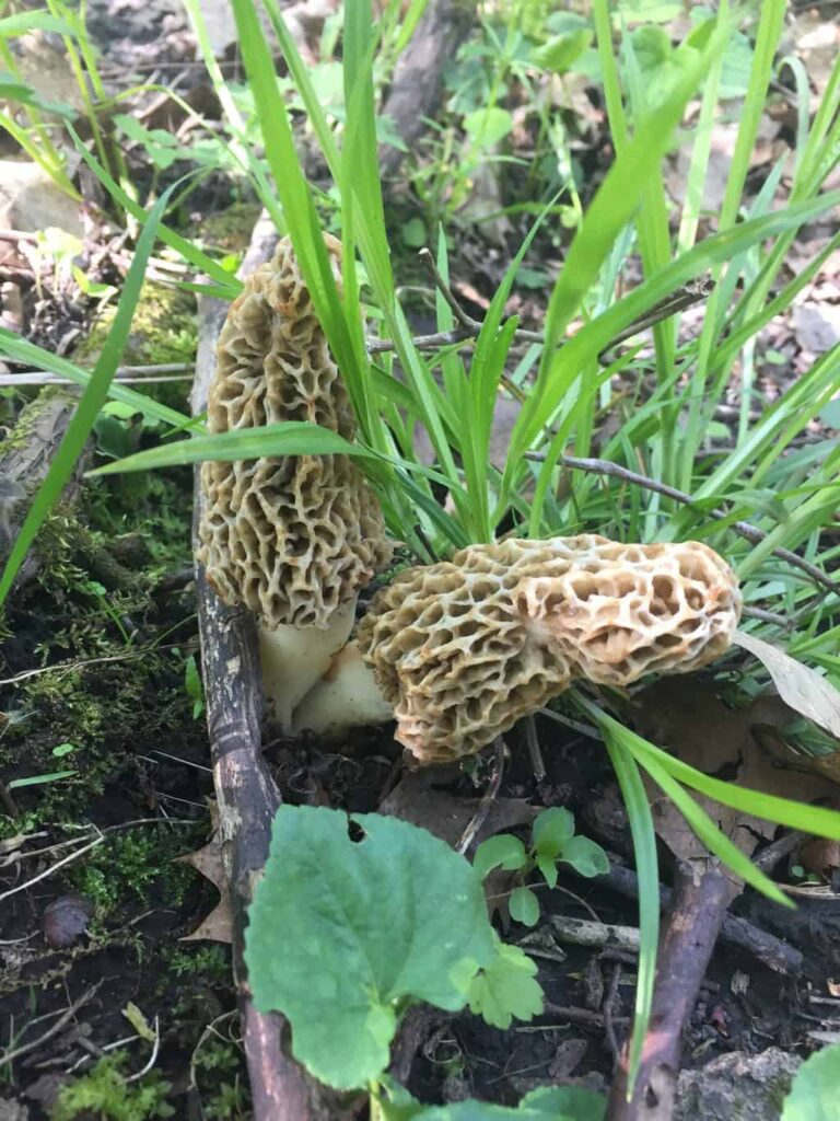 Two morels appear among vibrant grass and leaf litter on a spring forest floor.