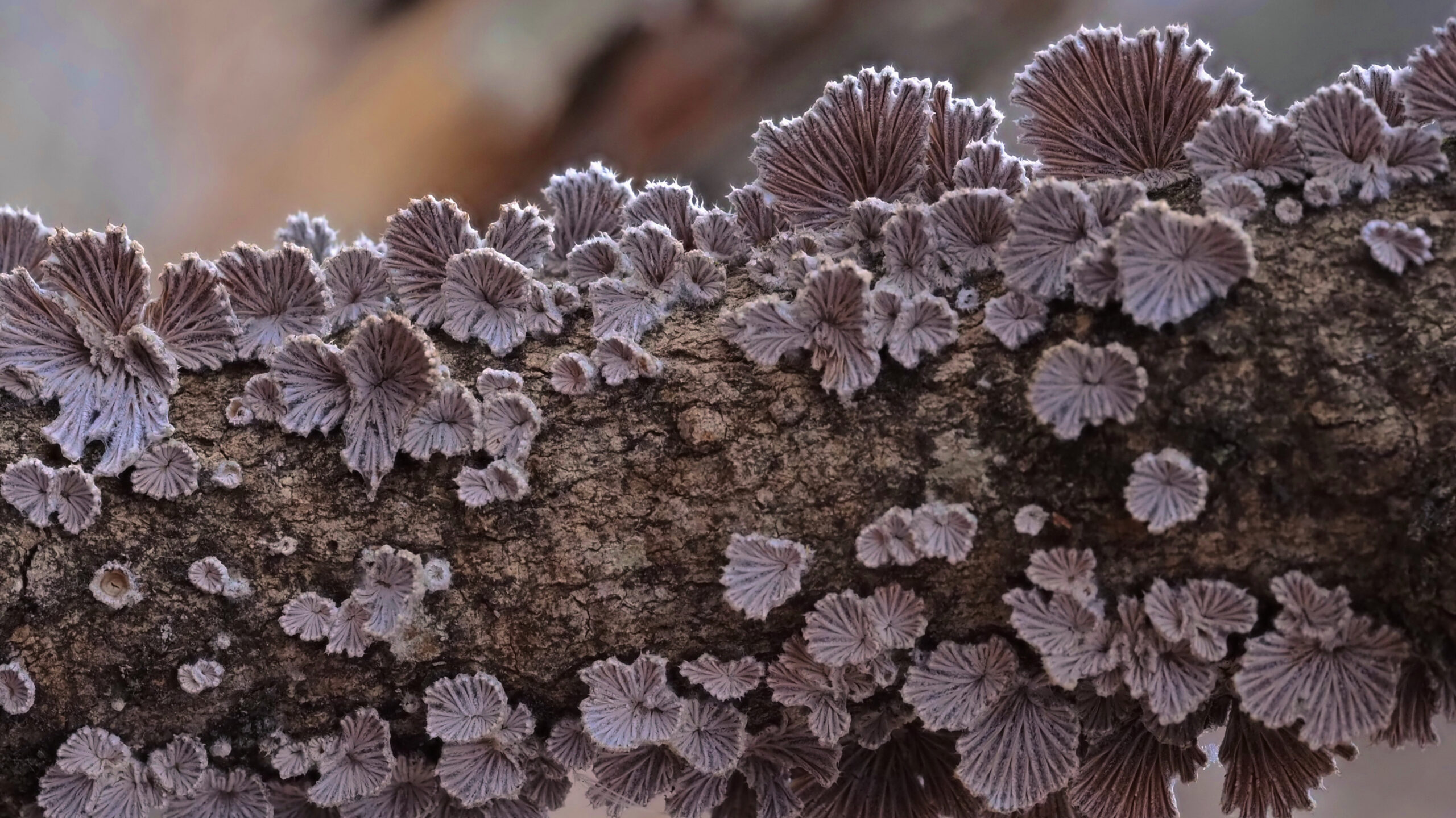 A close-up of a tree branch covered in a cluster of small, delicate, fan-shaped fungi. The fungi are a pale grayish-purple color with intricate, radial pleats that resemble tiny seashells or ruffled flowers. They are growing in a dense group along the length of the branch, which has a rough, brown bark texture. The background is a blurry, light brown.