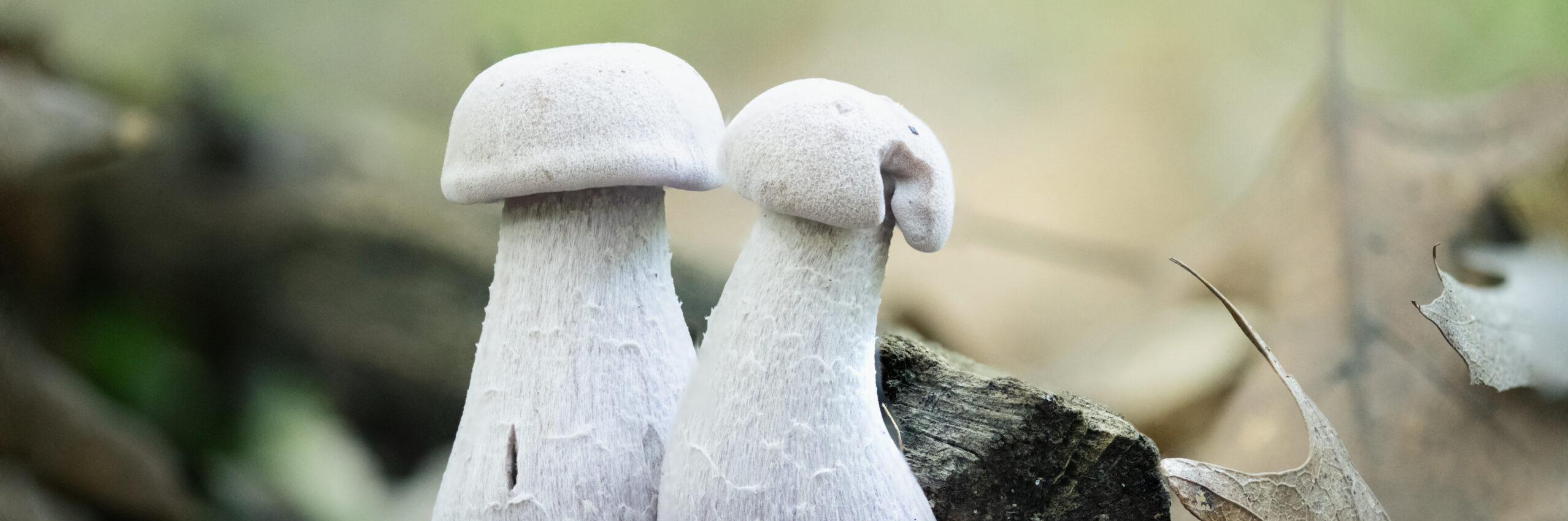 A close-up of two small, pale-colored mushrooms with distinct, almost cartoon-like shapes. The mushrooms have thick, fuzzy, whitish-grey stems and flat, pale grey caps. They are growing side-by-side on a forest floor, surrounded by dark soil, a piece of wood, and a dry, curled-up leaf. The background is a soft, blurry mix of browns and greens.