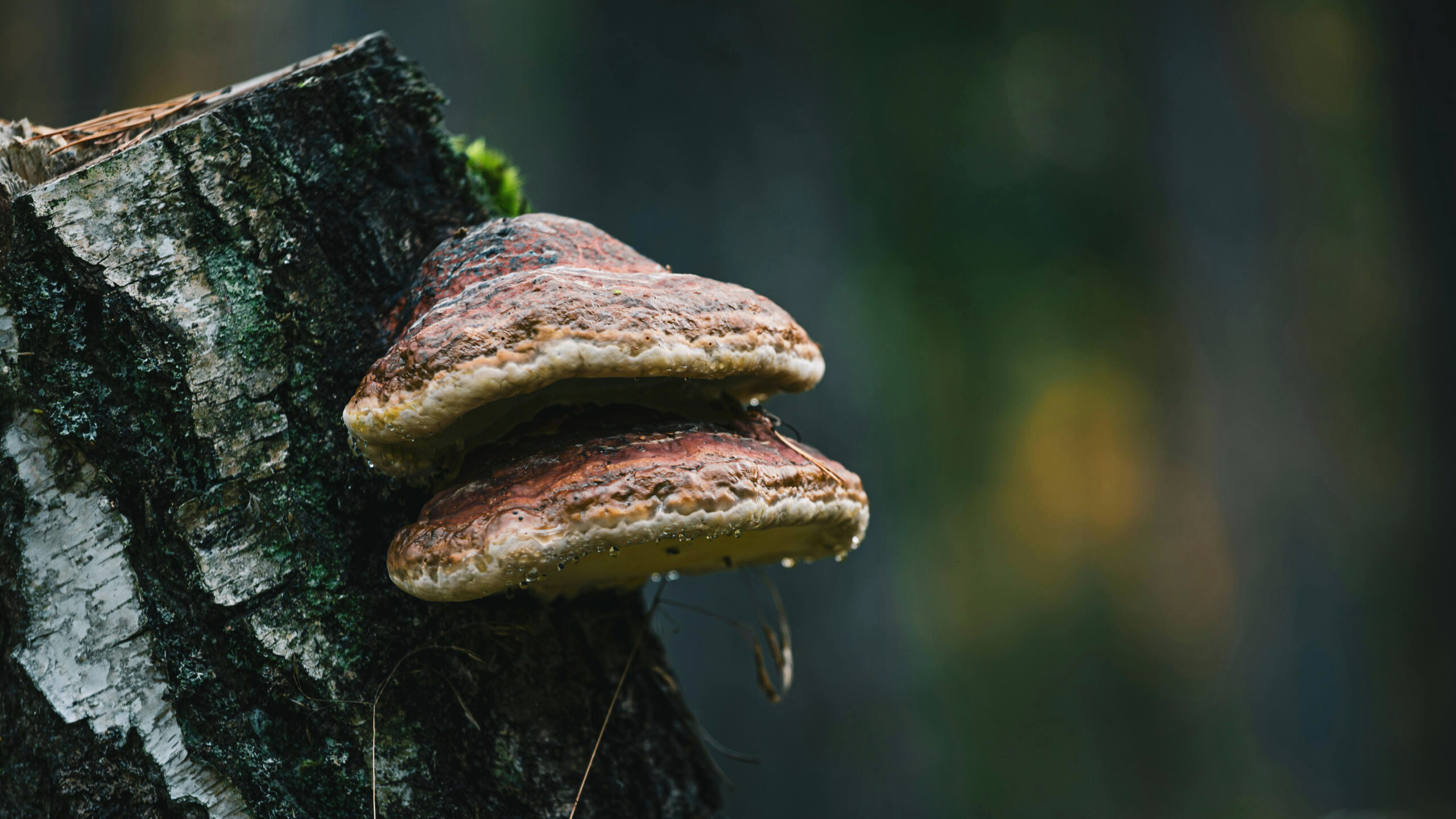 A close-up of two large, bracket-shaped mushrooms, or shelf fungi, growing one on top of the other on the side of a mossy tree stump. The fungi have a layered texture with a ridged, brownish-red upper surface and a lighter, porous underside. Water droplets are visible on the underside of the lower mushroom, and a pine needle is stuck to the top of the stump. The background is a blurry, dark green forest.