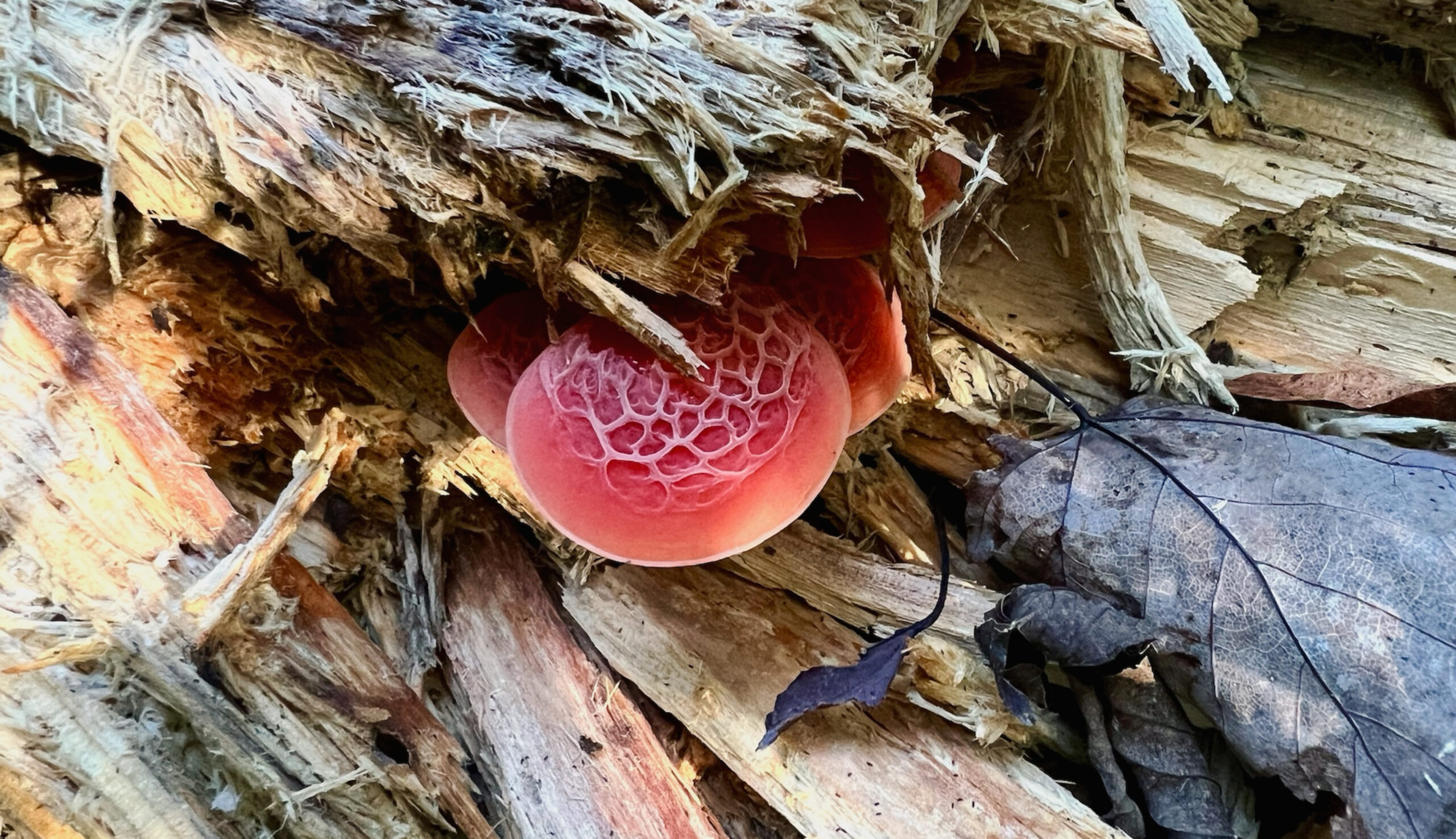 A close-up, low-angle shot of a vibrant, pinkish-red mushroom with a distinctive, deeply etched honeycomb or net-like pattern on its underside. The mushroom is growing on the broken, splintered wood of a fallen log. A dried, dark brown leaf lies next to the mushroom, and the wood splinters have a weathered, gray and brown texture.