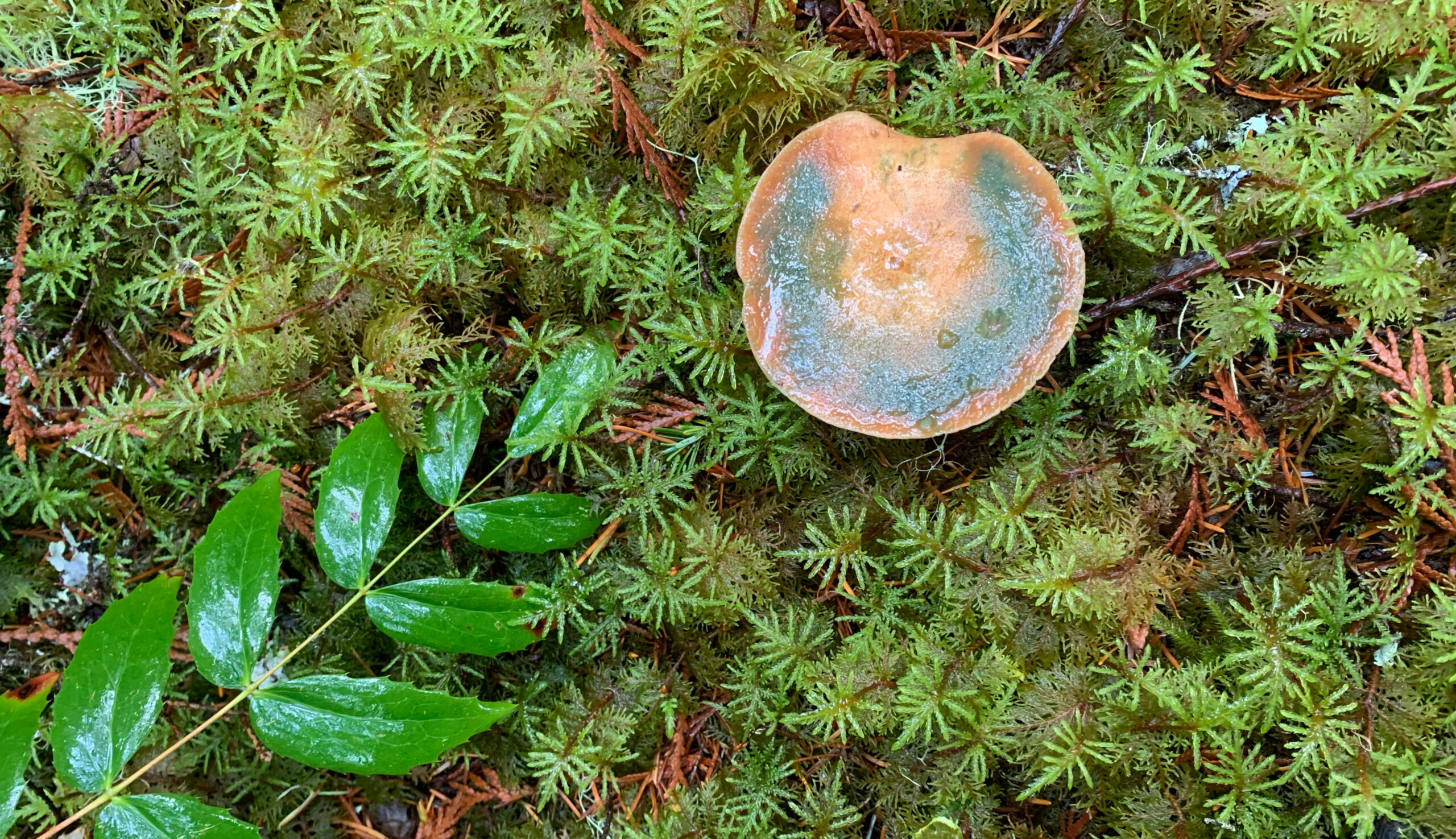 A top-down shot of a single, round mushroom with a mottled, brownish-orange and bluish-green cap, lying on a dense bed of vibrant green, star-shaped moss. A bright green leaf and stem are also visible, lying across the moss to the left of the mushroom. The image captures the texture and color of the forest floor from a bird's-eye view.