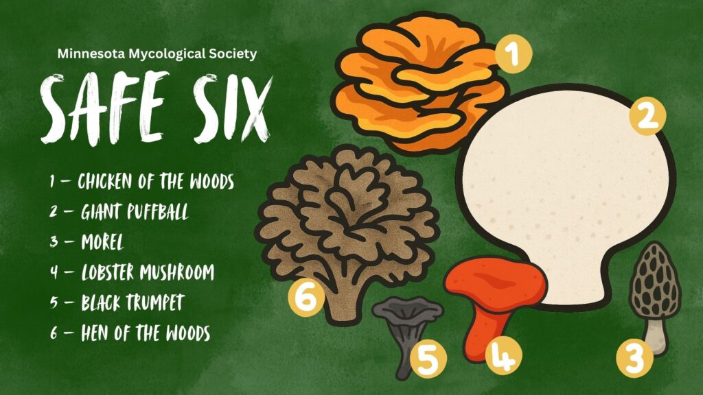 Colorful poster showing fun illustrations of the "safe six" mushrooms that will be among the topics of this class. The safe six are Chicken of the Woods, Giant Puffball, Morel, Lobster Mushroom, Black Trumpet, and Hen of the Woods.