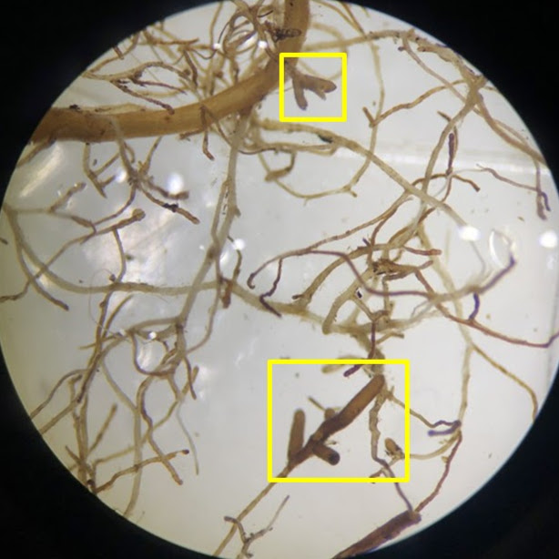 collected DNA samples to identify mycorrhizal communities growing directly with the study seedlings