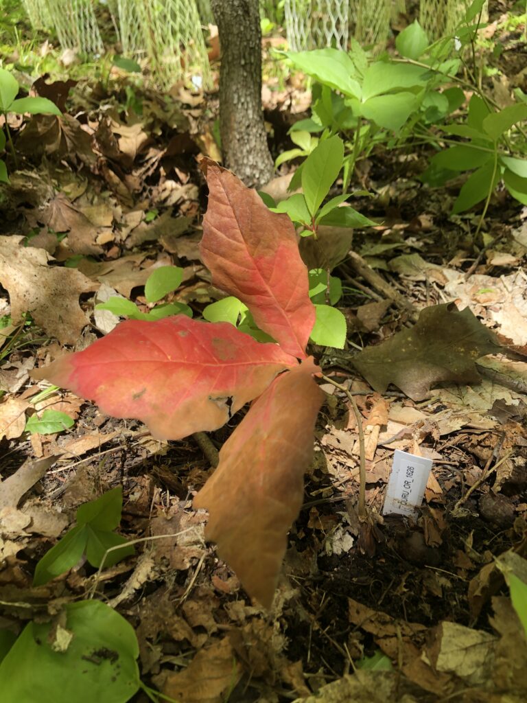 Northern Red Oak Seedling