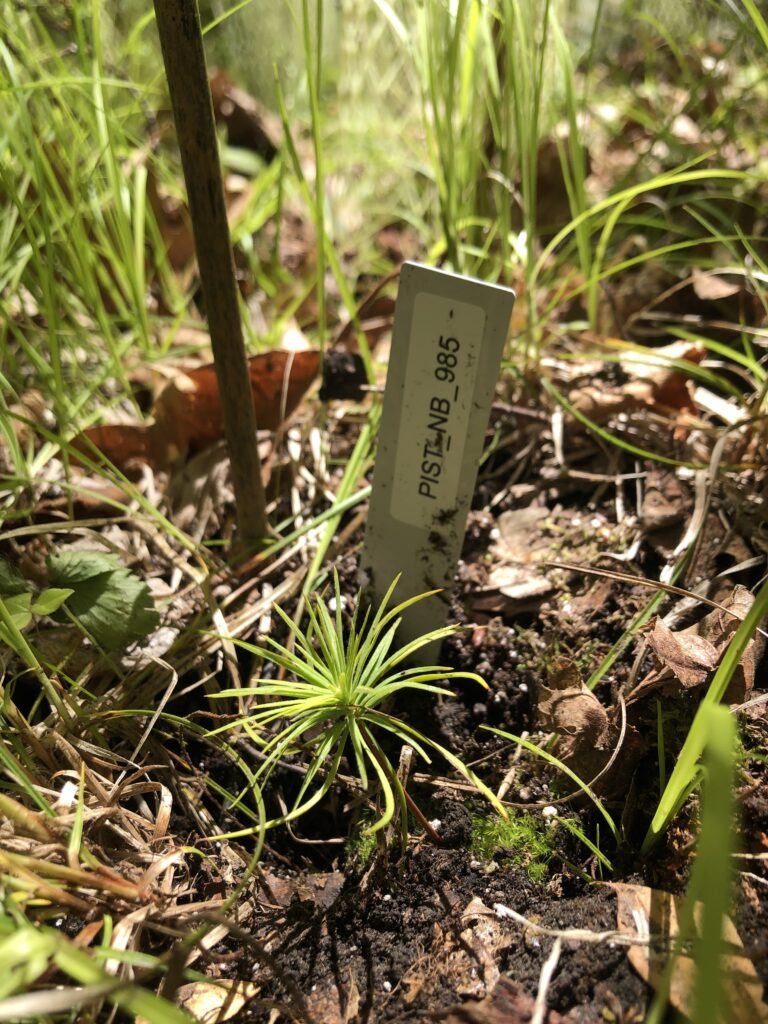 Eastern White Pine Seedling