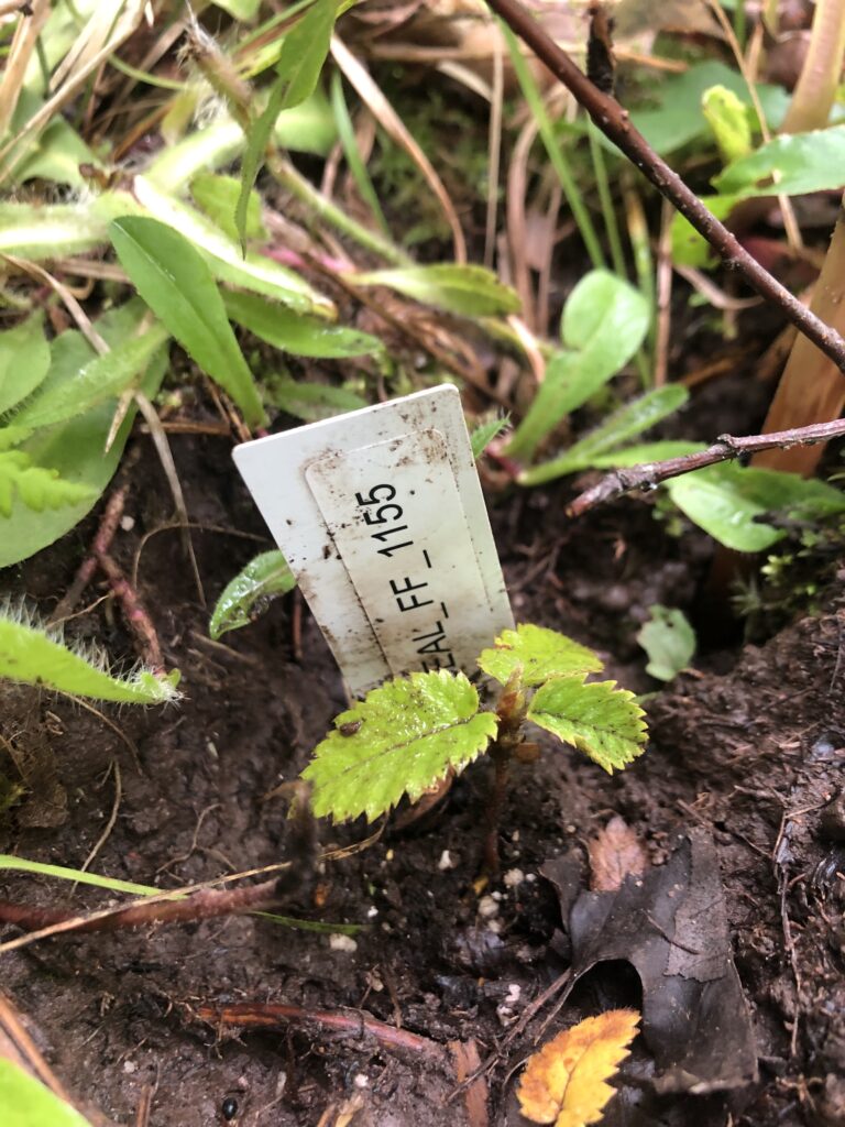 Yellow Birch Seedling
