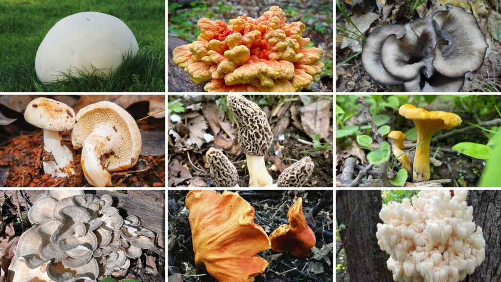 A photo collage of 9 mushrooms taught in the MMS Certified Wild Mushroom Harvester Classes: Giant Puffball, Sulphur Shelf (Laetiporus species), Black Trumpets, Tubies, Yellow-foots (Craterellus species), Hedgehog, True Morels (Morchella species), Chanterelles (Cantharellus species), Hen of the Woods, Lobster Fungus, and Hericium species.