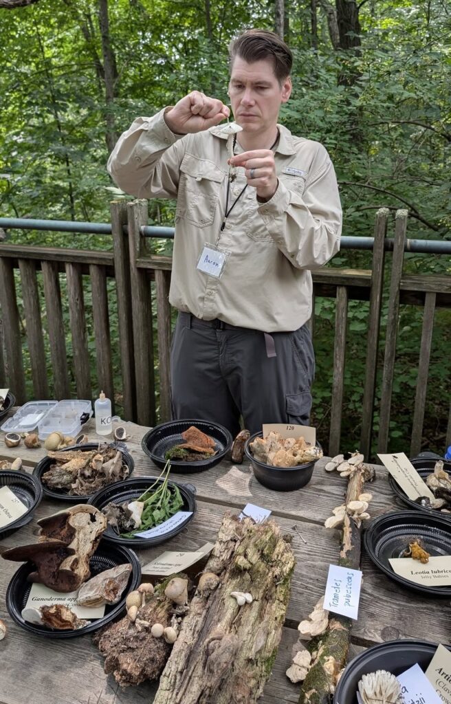 Funga committee member Aaron Berg at a foray ID table attempting to peel the cuticle away from the cap flesh of a mushroom.