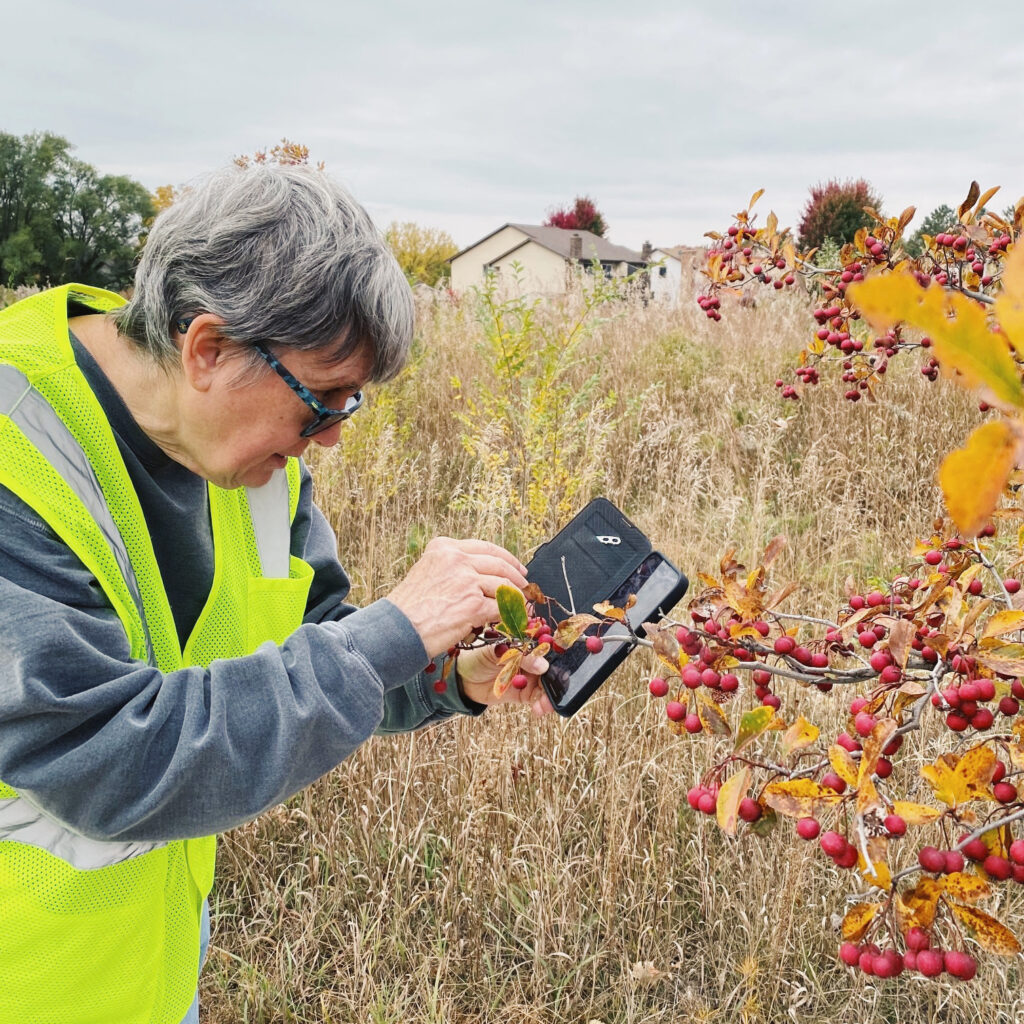 MMS Volunteer taking a photo of a tree for identification