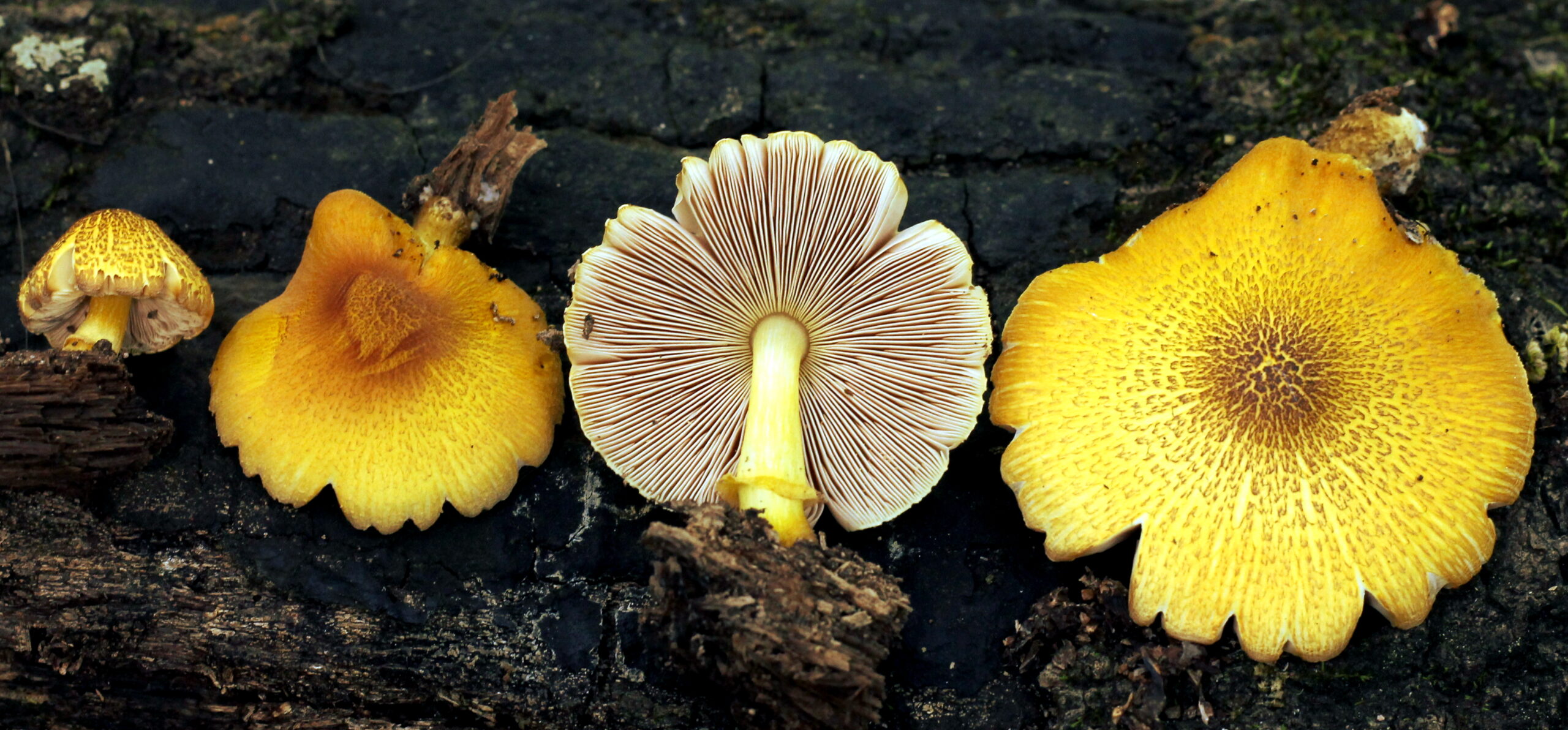 A group of yellow Pluteus mushrooms displayed on dark, decaying wood. Two caps show their textured, scaly yellow tops, while the center mushroom is flipped to reveal crowded, pale pink gills and a slender stem. A smaller immature specimen sits on the left.