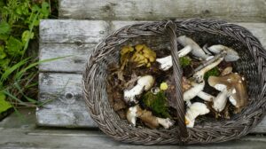 a basket of mushrooms on a wooden bench
