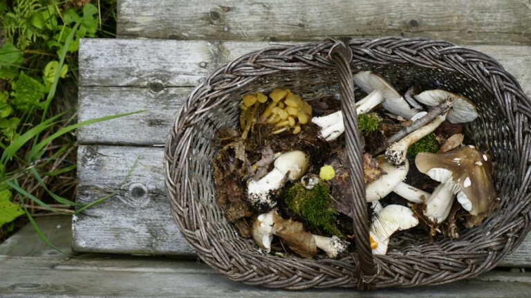 a basket of mushrooms on a wooden bench