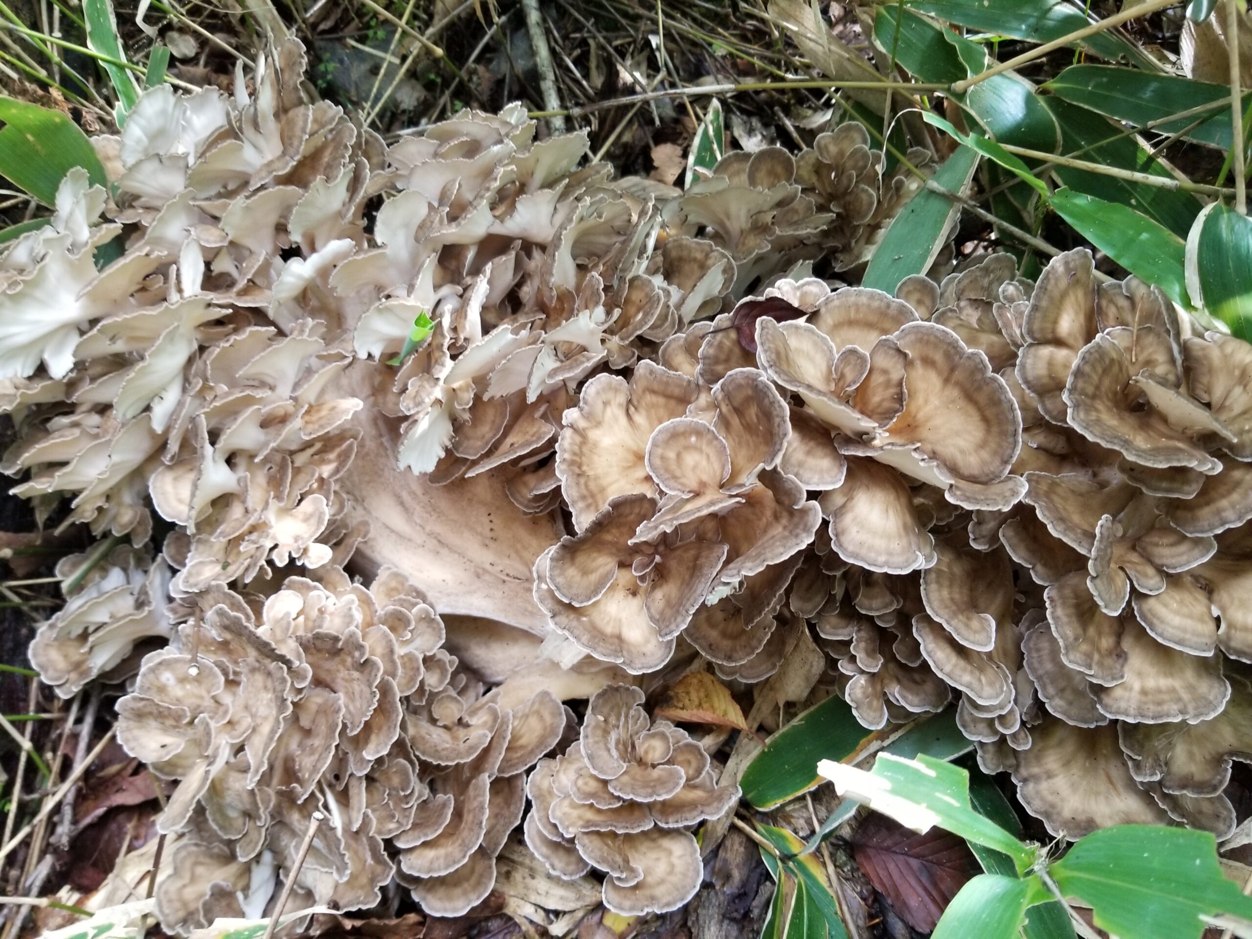 Grifola Fondosa in Japan