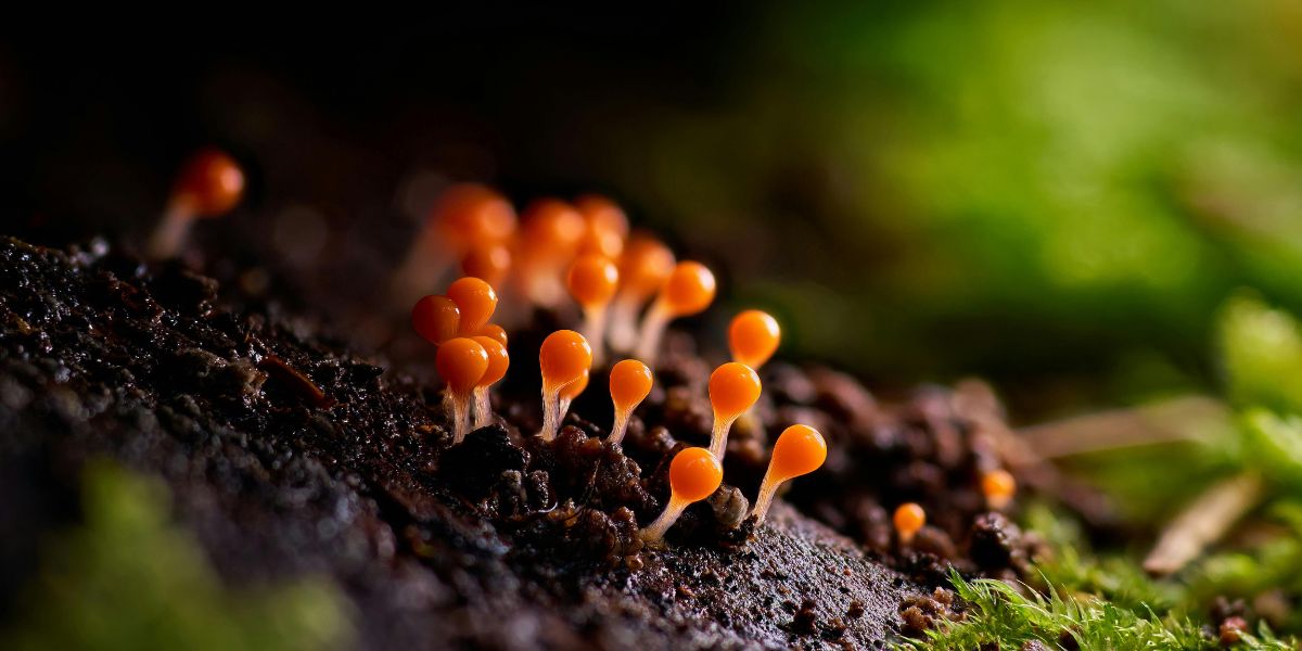 Close-up of orange slime mold.