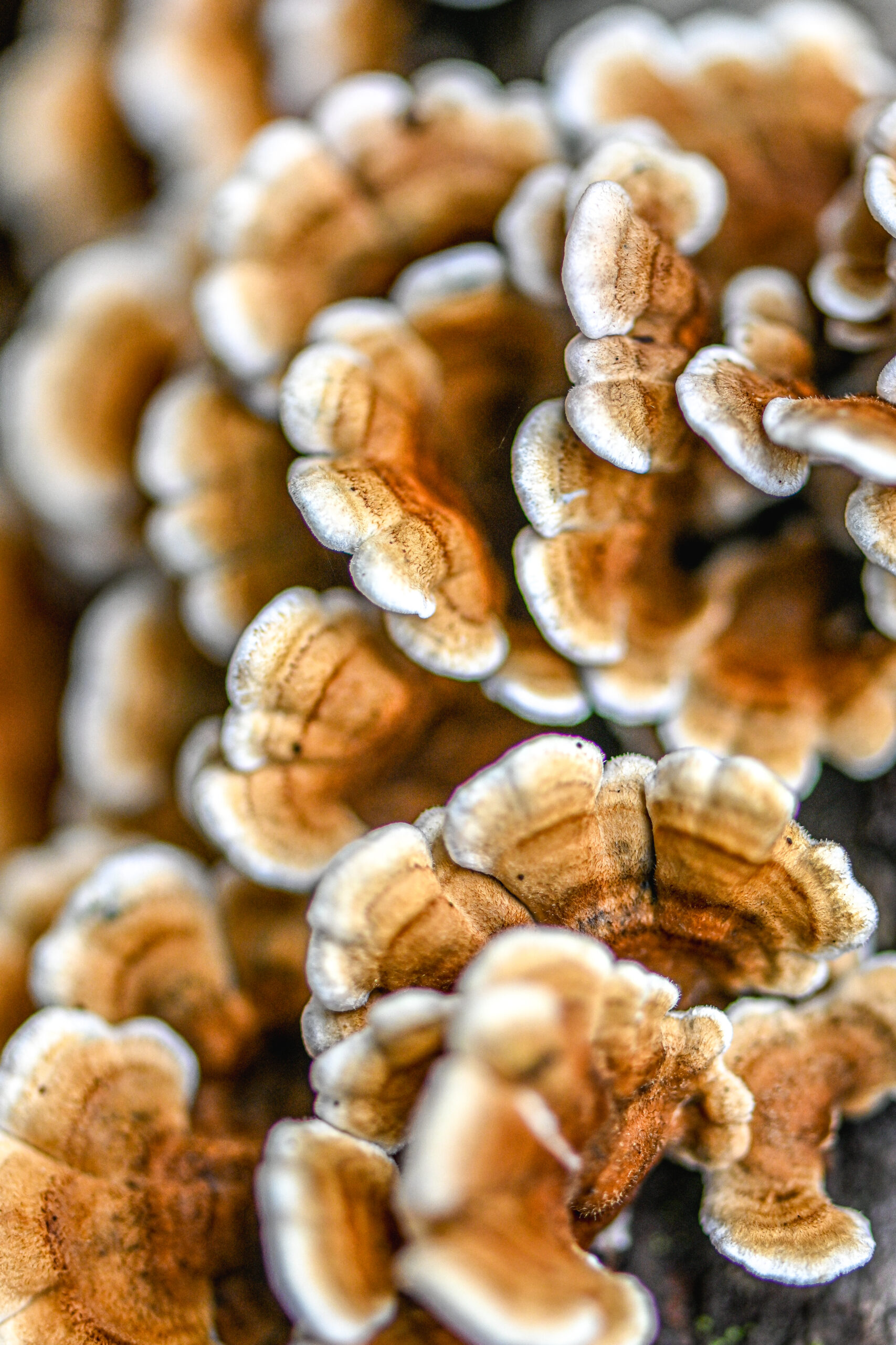 Close-up view of overlapping bracket fungi growing on wood, showing warm brown bands with pale, velvety white edges. The photo focuses on the wavy caps and fuzzy margins, highlighting their layered, fan-shaped structure.