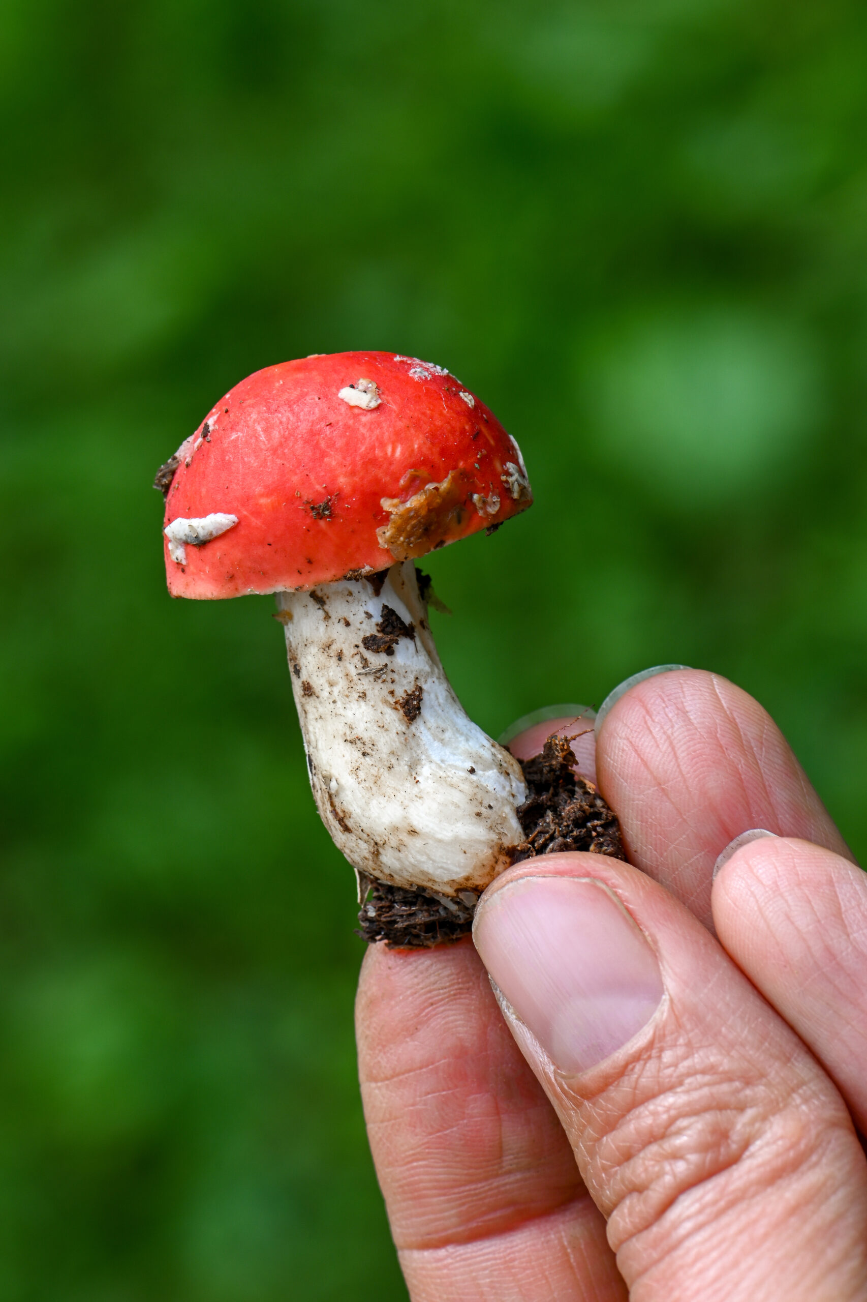 A small red-capped mushroom with white patches and a thick white stem is held between a person’s fingers. Bits of soil cling to the base of the stem. The background is a soft, blurred green, highlighting the mushroom’s bright color and texture.