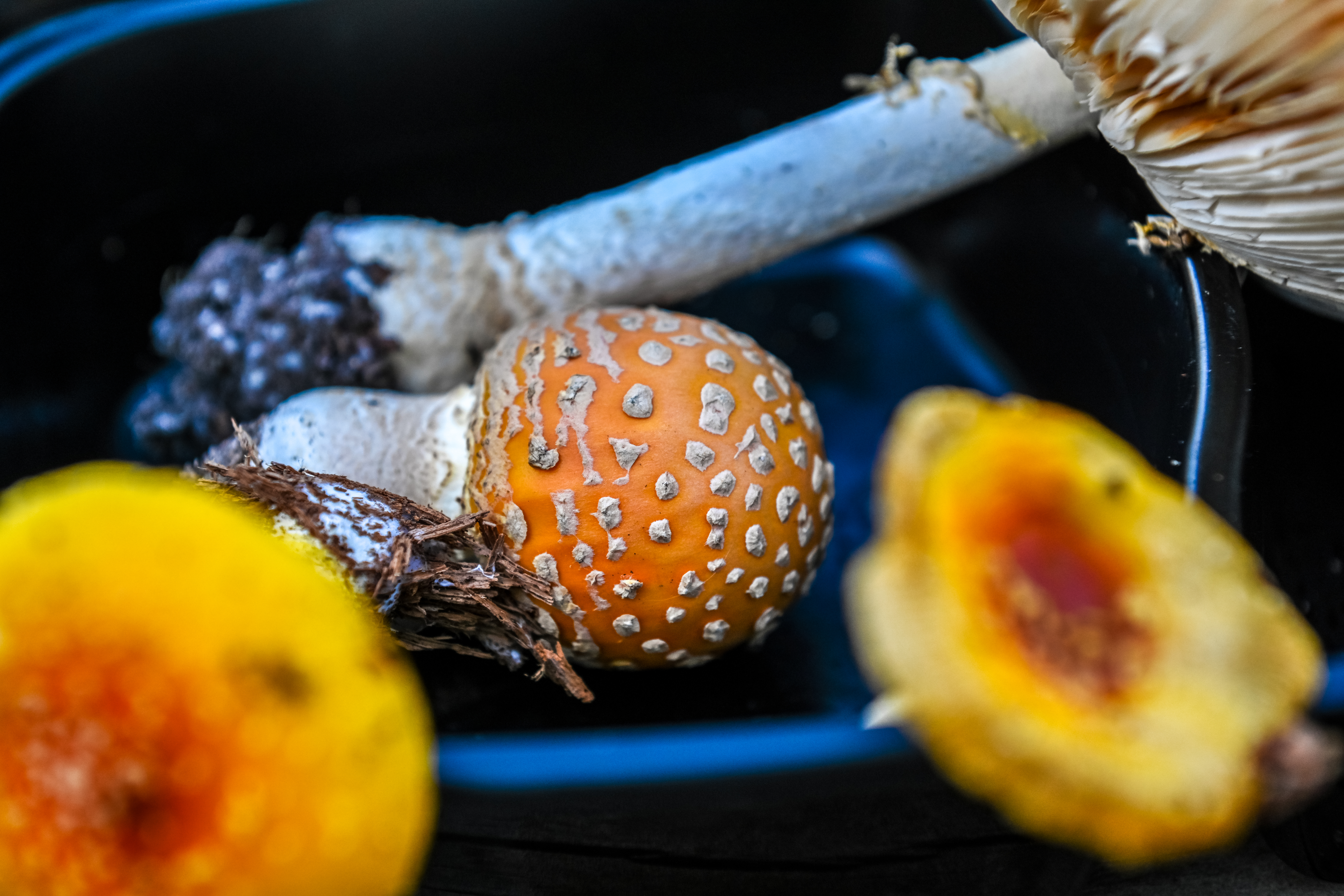 A close-up of several mushrooms displayed in a tray, including an orange Amanita with white warty patches on its cap. Its white stem and bulbous base are visible behind it. Out-of-focus yellow mushrooms frame the foreground, and the gills of another mushroom appear on the right edge of the image.