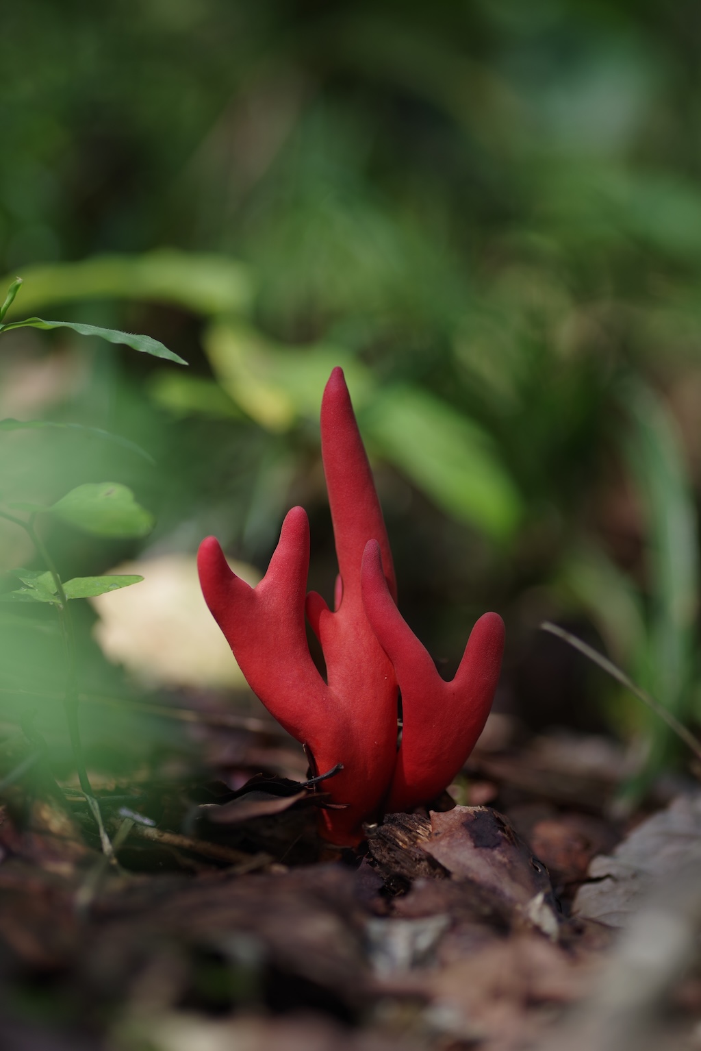 Red Mushroom in Japan