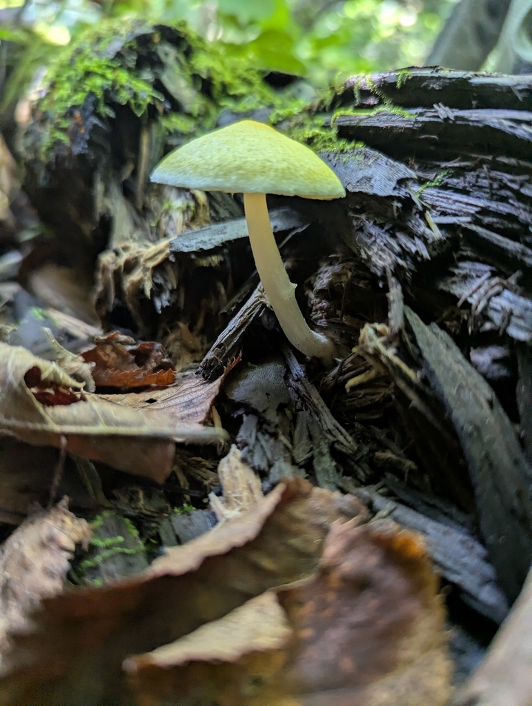Small yellow mushroom growing from decaying wood, with a slender pale stem and smooth cap, surrounded by leaf litter and moss in a shaded forest setting.