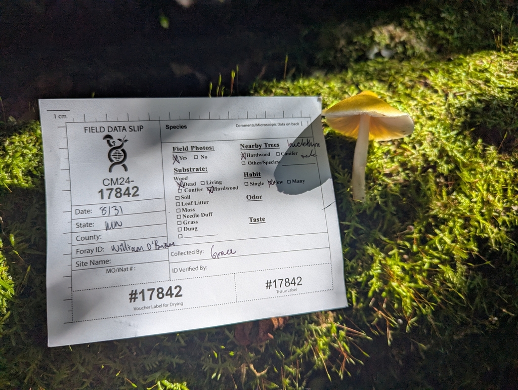 Field data slip placed on moss-covered ground next to a small yellow mushroom, documenting a specimen collected in a forest setting.