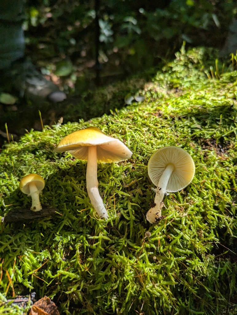 Three small yellow mushrooms growing on a moss-covered log in a forest, with pale stems and visible gills, shown in natural light.
