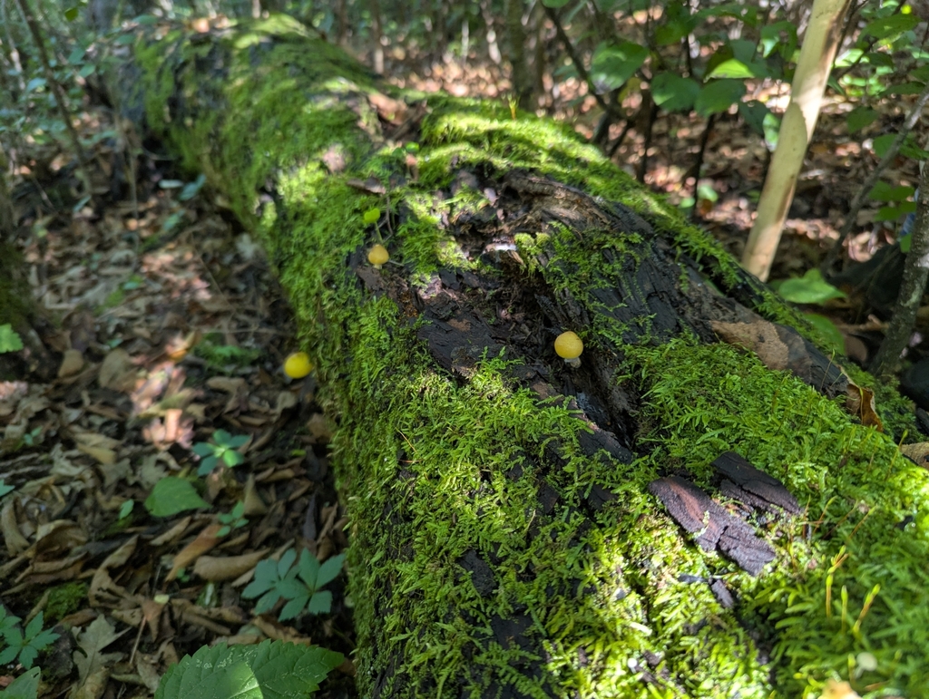 Moss-covered fallen log in a forest with several small yellow mushrooms emerging from the decaying wood, surrounded by leaf litter and understory plants.