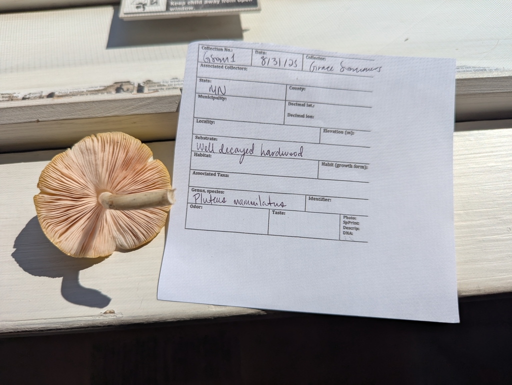 Alt text:
Mushroom specimen with visible gills placed next to a completed field data sheet on a flat surface, documenting collection details.
