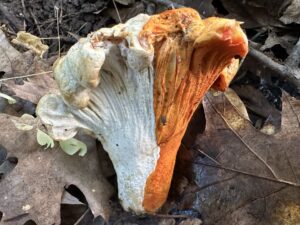 half_and_half_lobster_hypomyces_lactiflorum