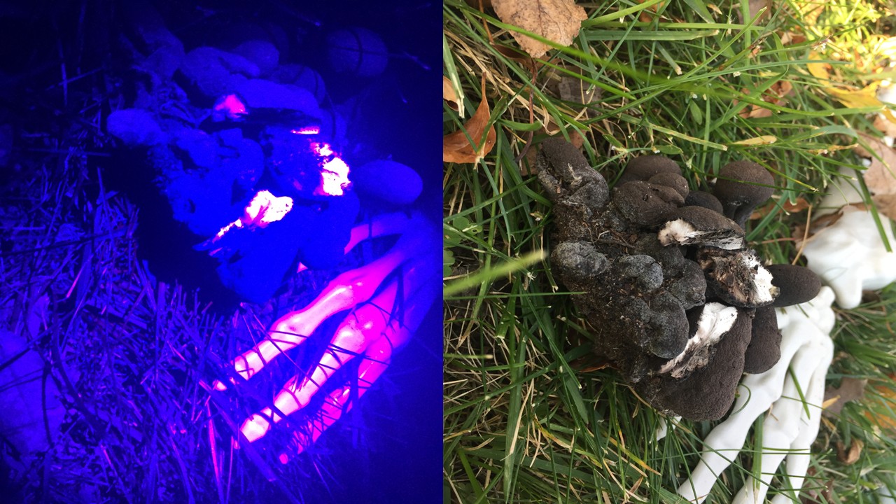 dead_mans_fingers_by_day_and_by_night