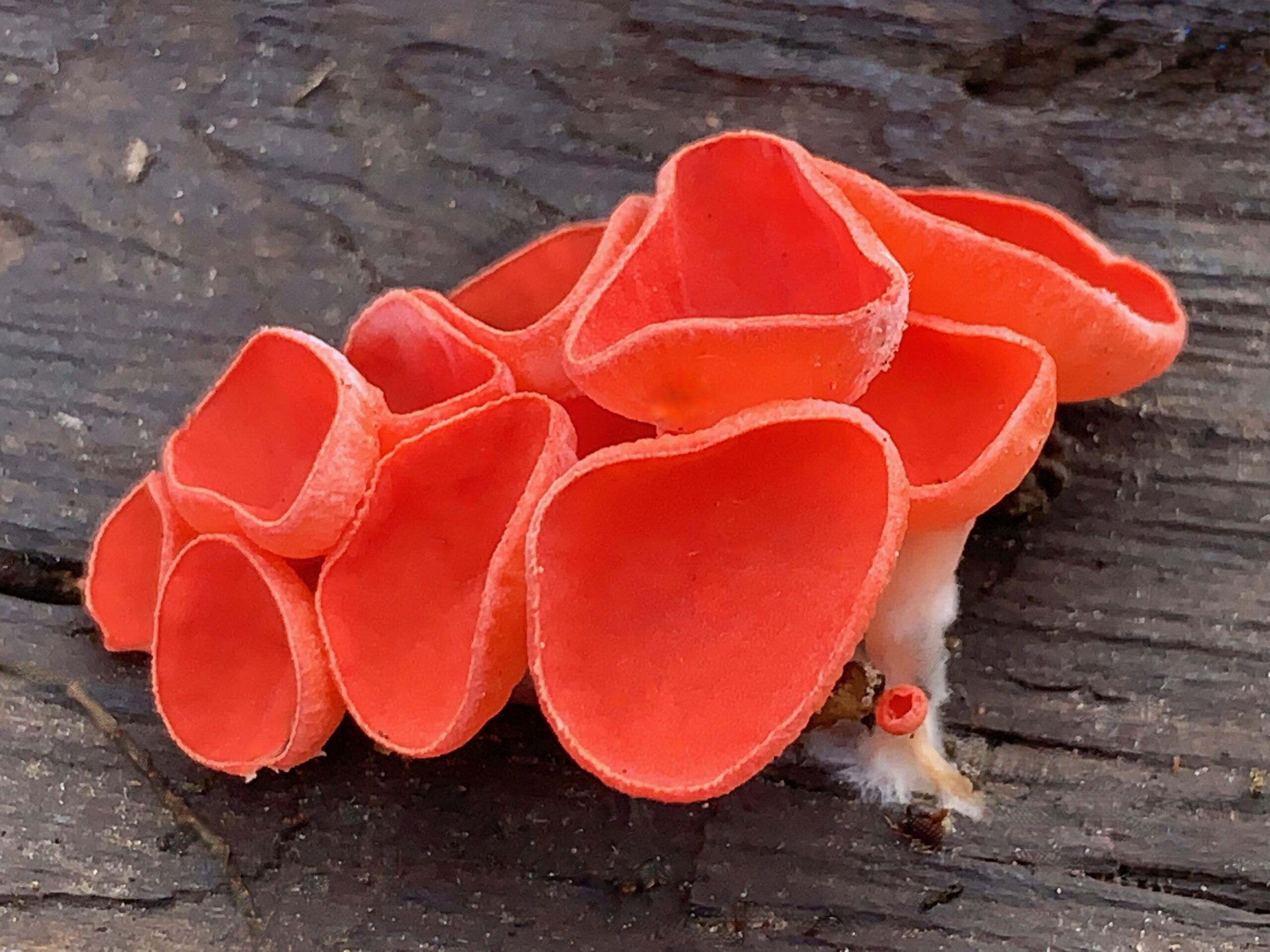 sarcoscypha_occidentalis