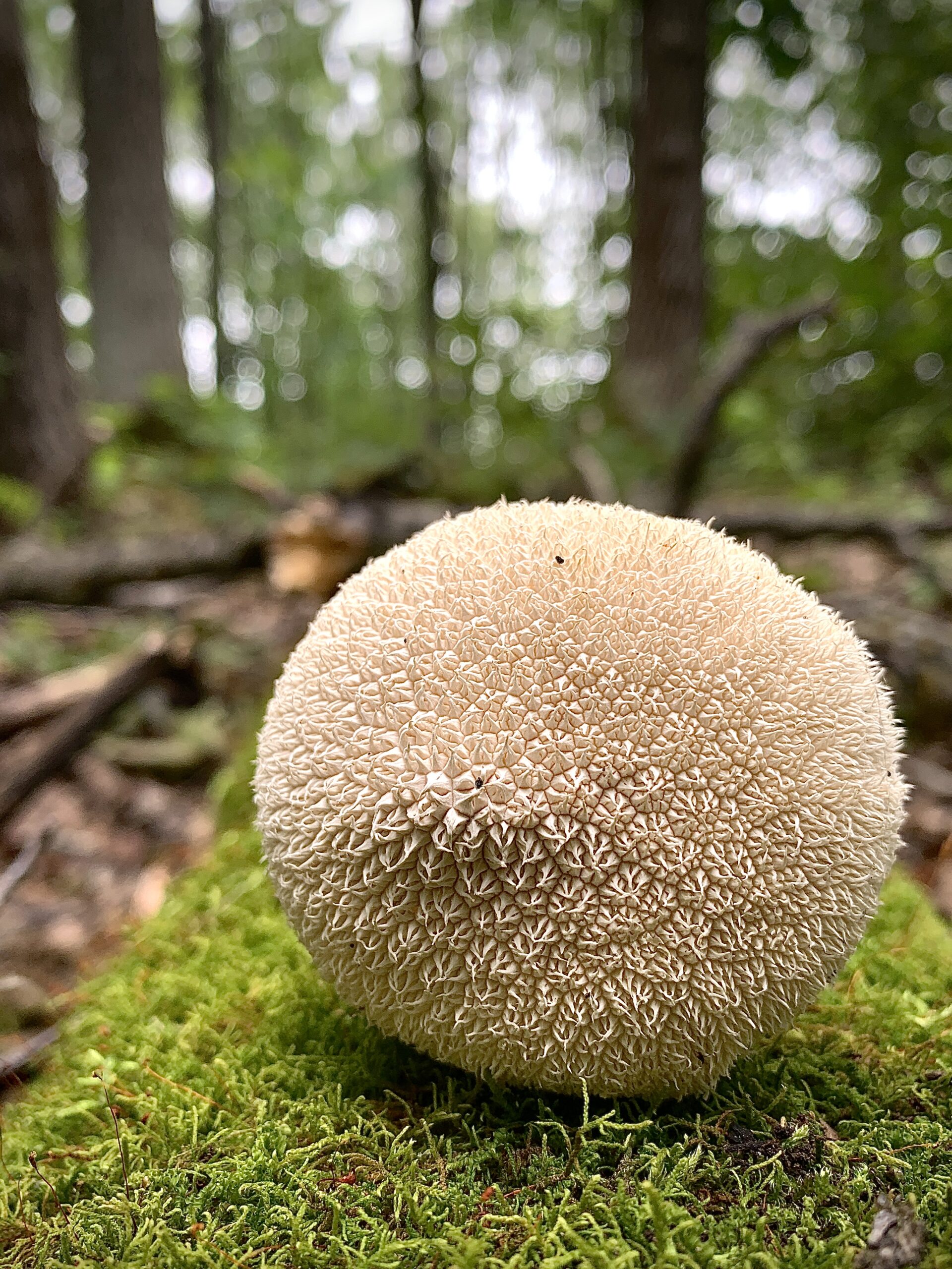 lycoperdon_pulcherrimum