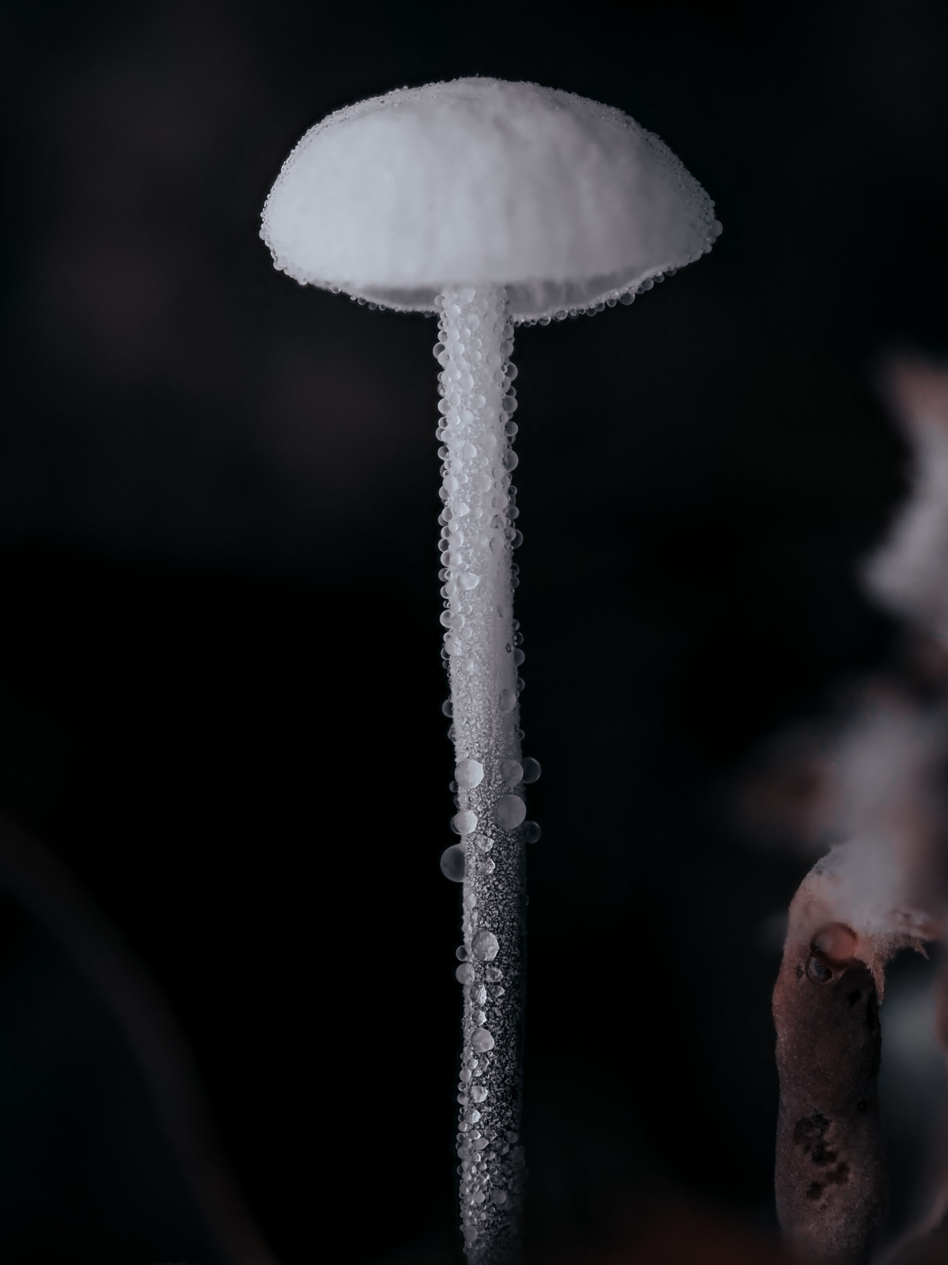 tetrapyrgos_nigripes