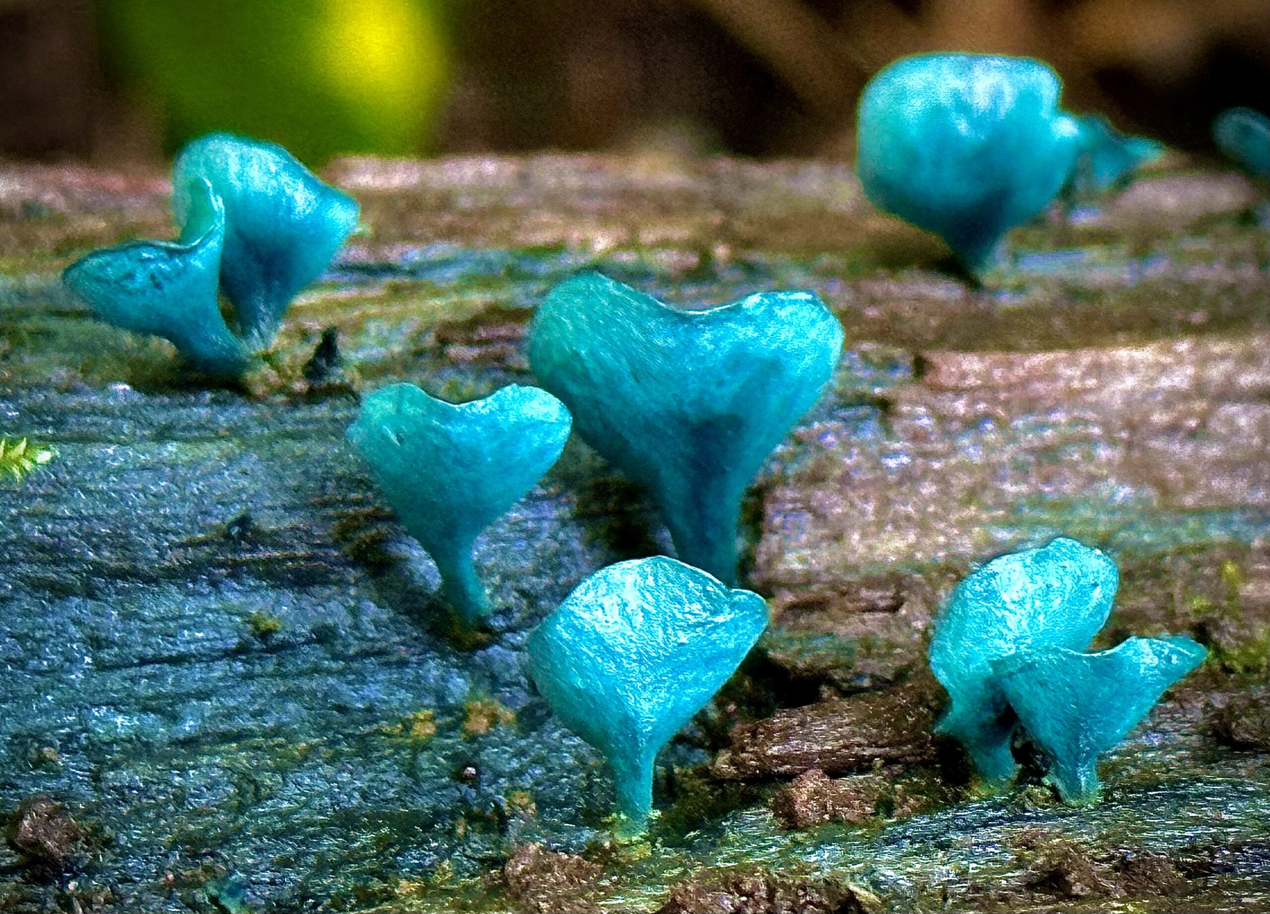 chlorociboria_aeruginascens