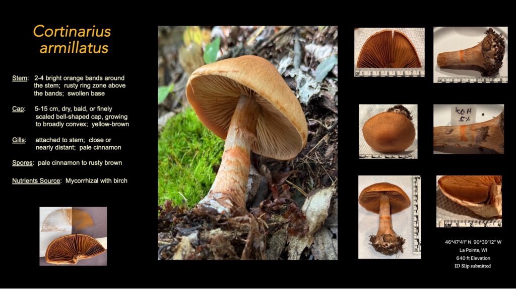 cortinarius_armillatus