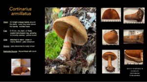 cortinarius_armillatus