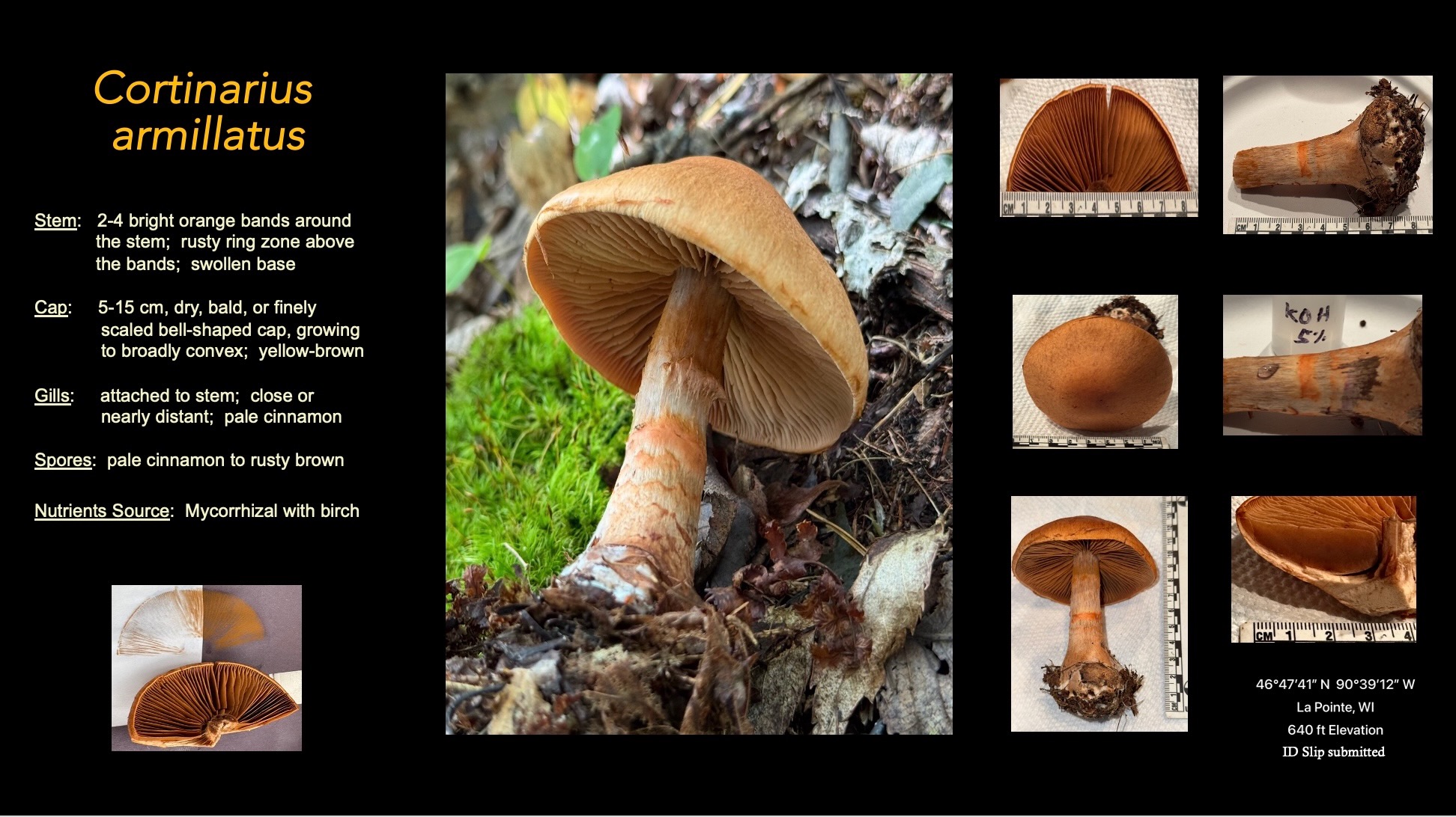 cortinarius_armillatus