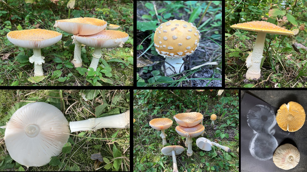 amanita_muscaria_var_guessowii