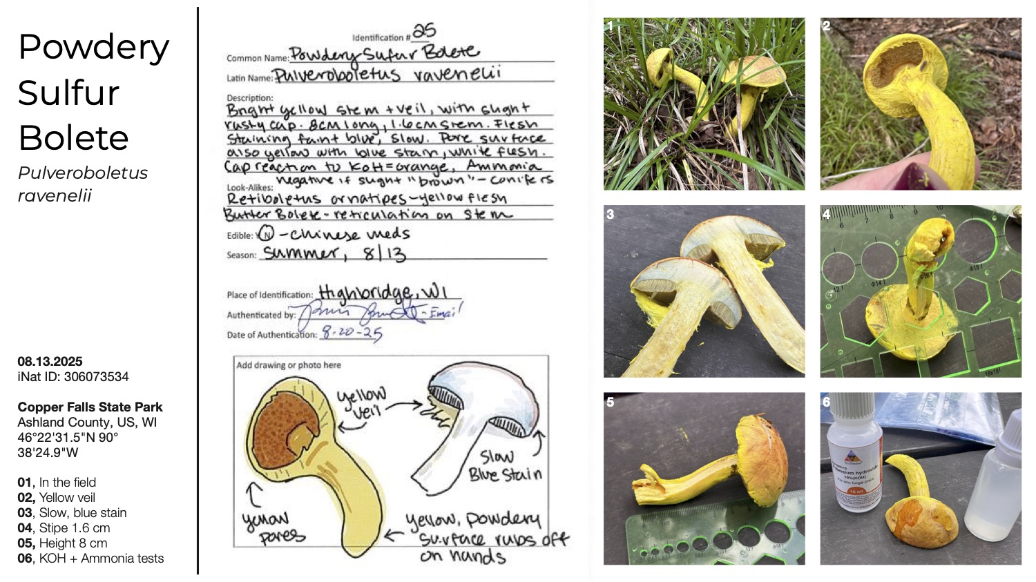 cortinarius_armillatus
