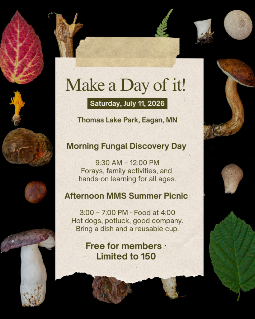 Event graphic for Fungal Discovery Day and the MMS Summer Picnic. Text on a torn paper card over a black background reads: "Make a Day of it! Saturday, July 11, 2026. Thomas Lake Park, Eagan, MN. Morning Fungal Discovery Day, 9:30 AM–12:00 PM — forays, family activities, and hands-on learning for all ages. Afternoon MMS Summer Picnic, 3:00–7:00 PM, food at 4:00 — hot dogs, potluck, good company, bring a dish and a reusable cup. Free for members · Limited to 150." The card is surrounded by a collage of photographed mushrooms, leaves, and forest botanicals.