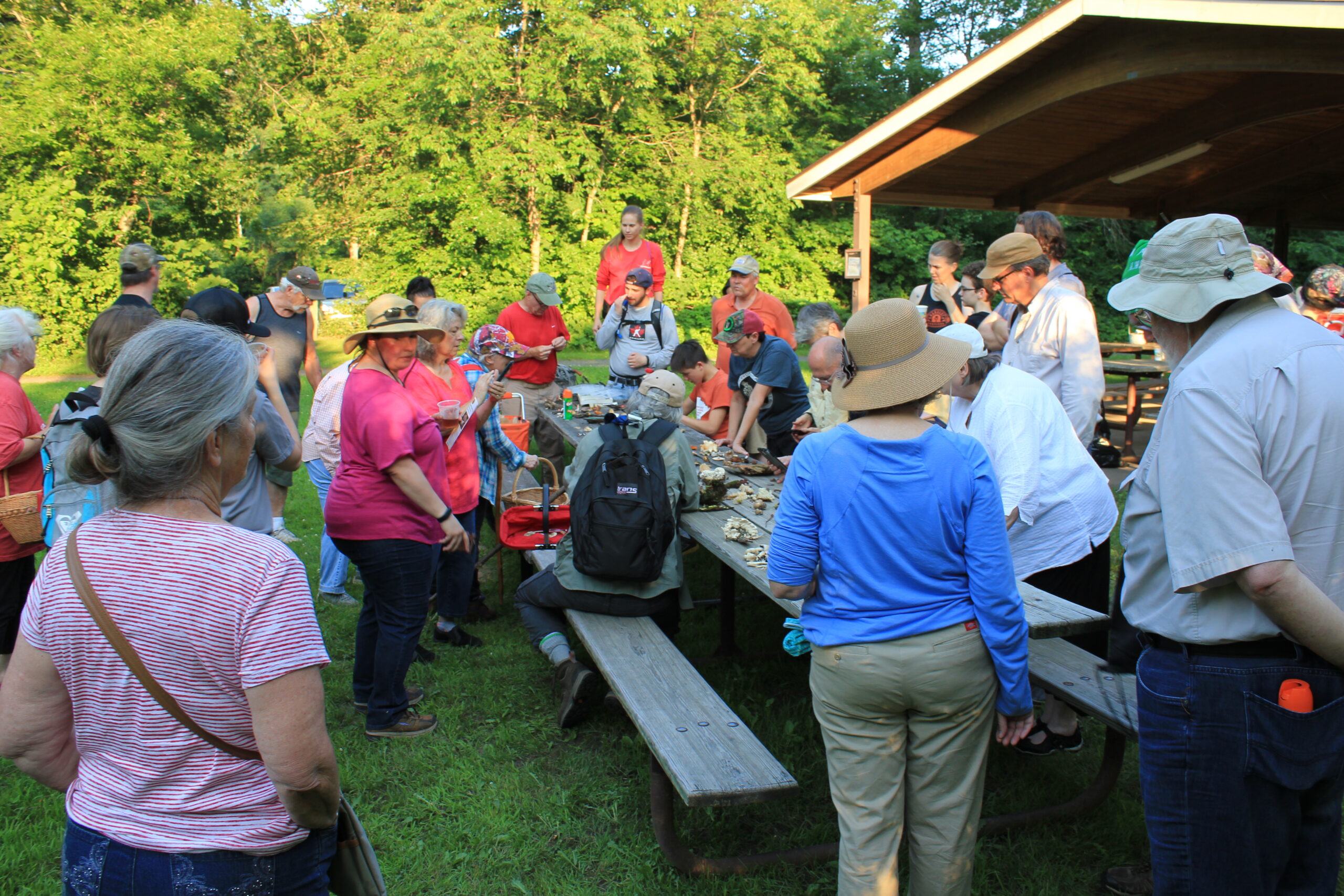 Fungal Discovery Day + MMS Summer Picnic 2026