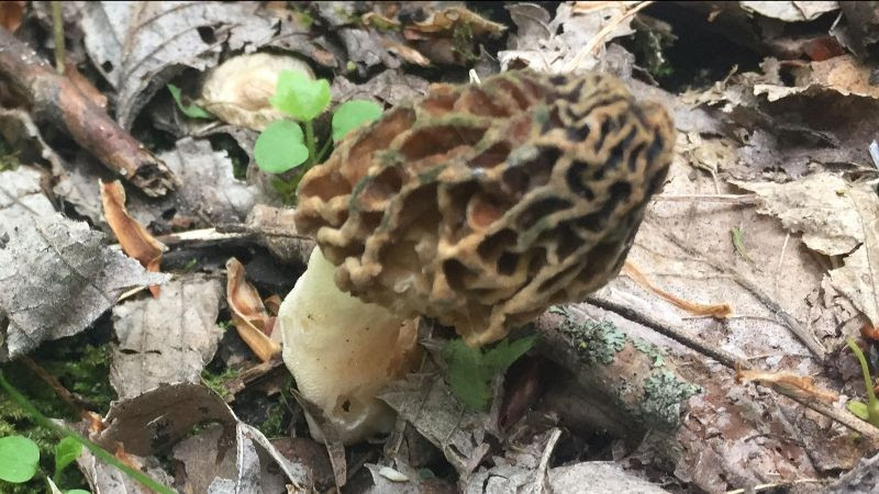 Morels & Memories 2026