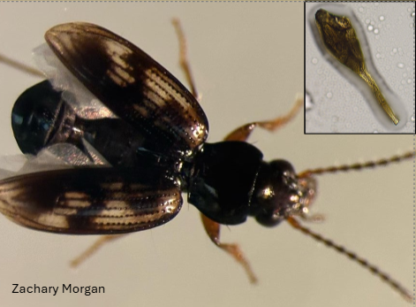Beetle from the Carabidae family
