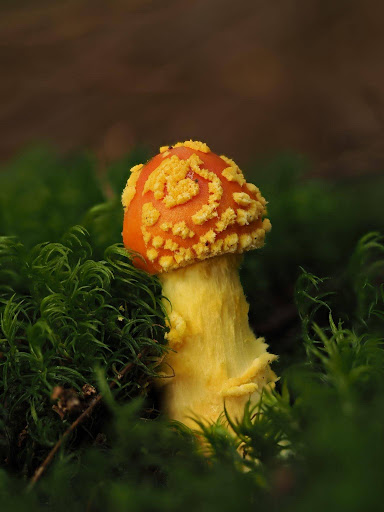 Amanita muscaria var. guessowii (Photo: Mike Hensley)