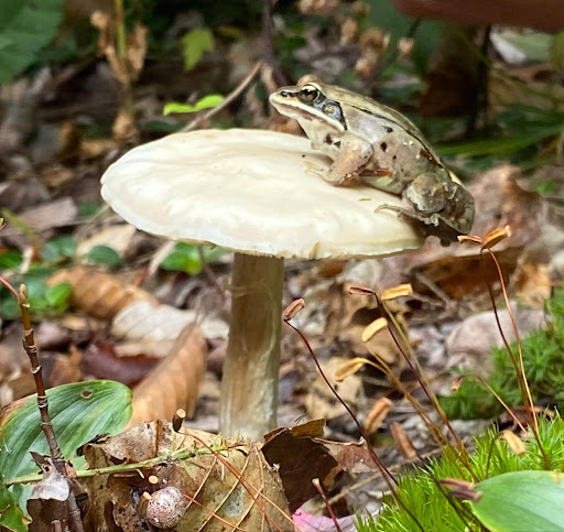 Amanita sp. with a frog on it (Photo: Shaneya Miriyagalla)