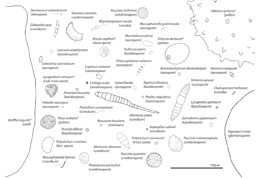 The incredible diversity of spore shapes (Golan and Pringle 2017)