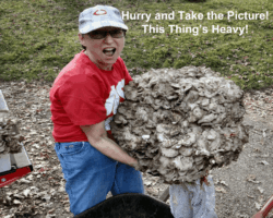 1st Place Humor Claudette Lamprecht in a red shirt and cap humorously grimaces while struggling to lift an enormous cluster of hen-of-the-woods mushrooms (Grifola frondosa). Overlaid text reads, "Hurry and Take the Picture! This Thing’s Heavy!" She stands outdoors on a leaf-strewn path next to a wheelbarrow and another mushroom bundle.